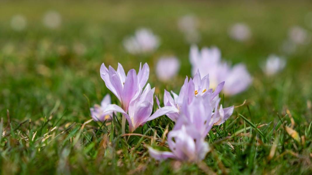 Havanın ısınmasıyla kır çiçekleri ile tabiat renklendi 7