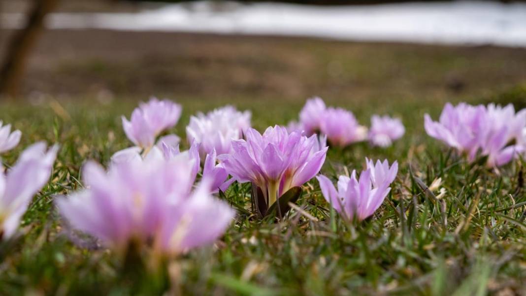 Havanın ısınmasıyla kır çiçekleri ile tabiat renklendi 8