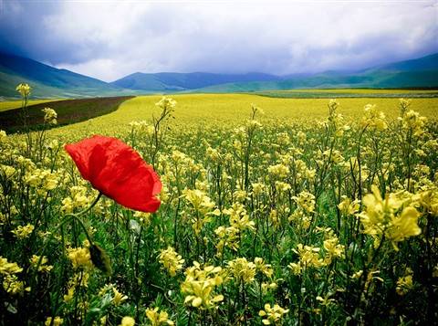 Bu fotoğraflar sanat harikası 8