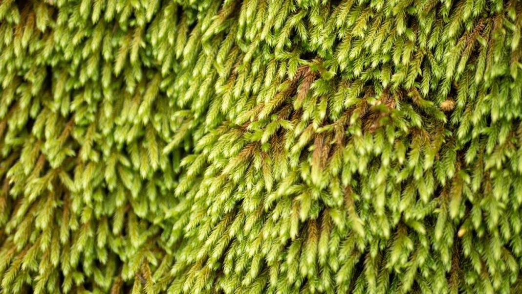 Beydağları'nın kuzey yamaçları yosunlarla renklendi 1