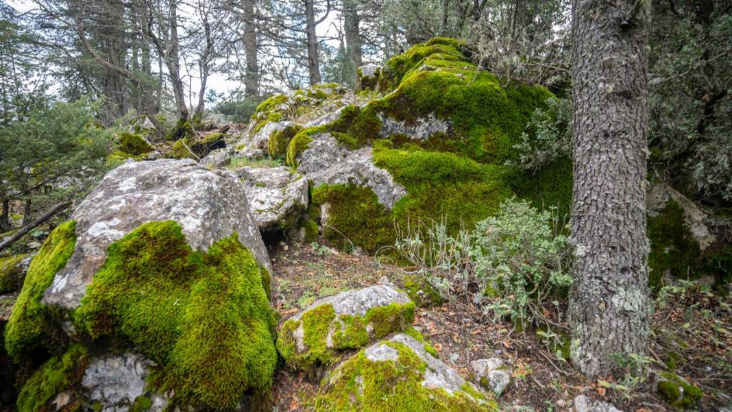 Beydağları'nın kuzey yamaçları yosunlarla renklendi 10