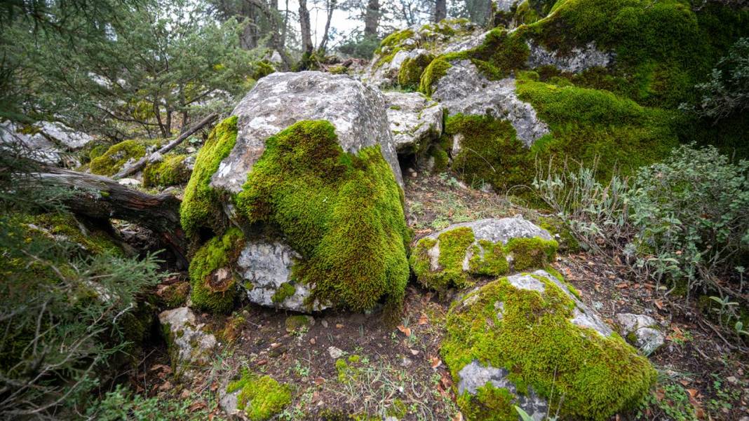 Beydağları'nın kuzey yamaçları yosunlarla renklendi 11