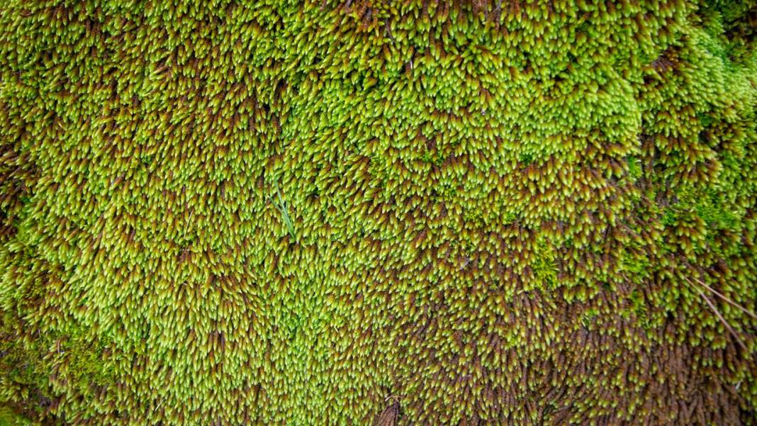 Beydağları'nın kuzey yamaçları yosunlarla renklendi 12