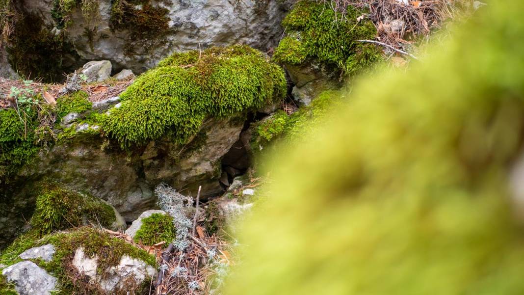 Beydağları'nın kuzey yamaçları yosunlarla renklendi 2