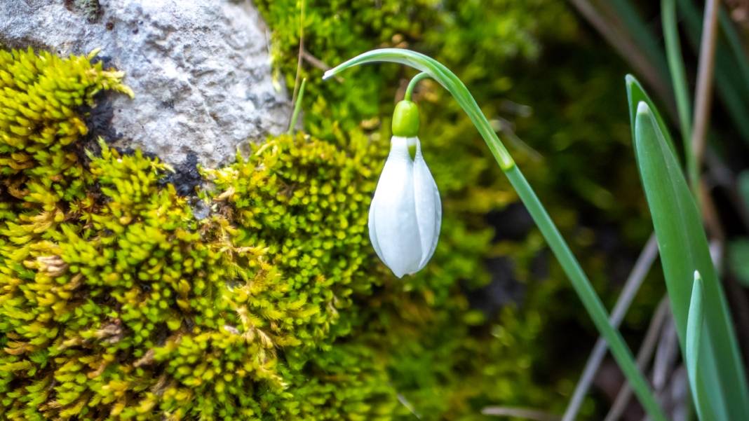 Beydağları'nın kuzey yamaçları yosunlarla renklendi 3