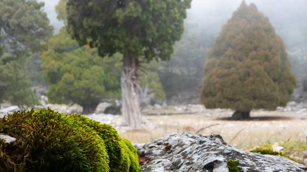 Beydağları'nın kuzey yamaçları yosunlarla renklendi 4