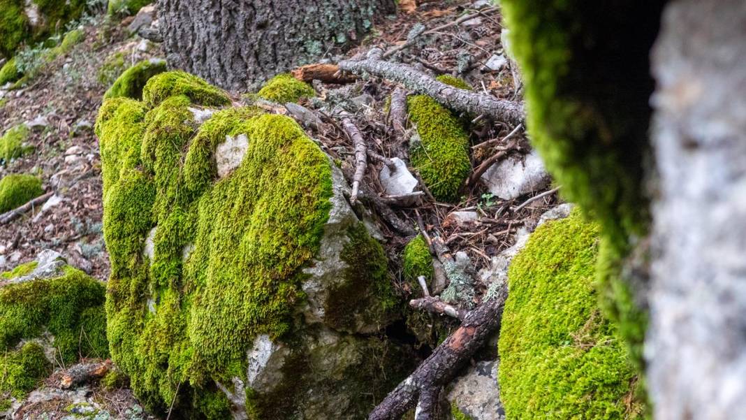 Beydağları'nın kuzey yamaçları yosunlarla renklendi 5