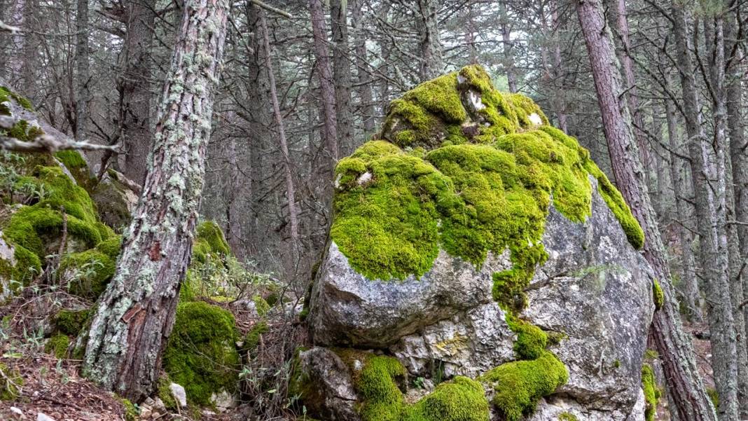 Beydağları'nın kuzey yamaçları yosunlarla renklendi 6