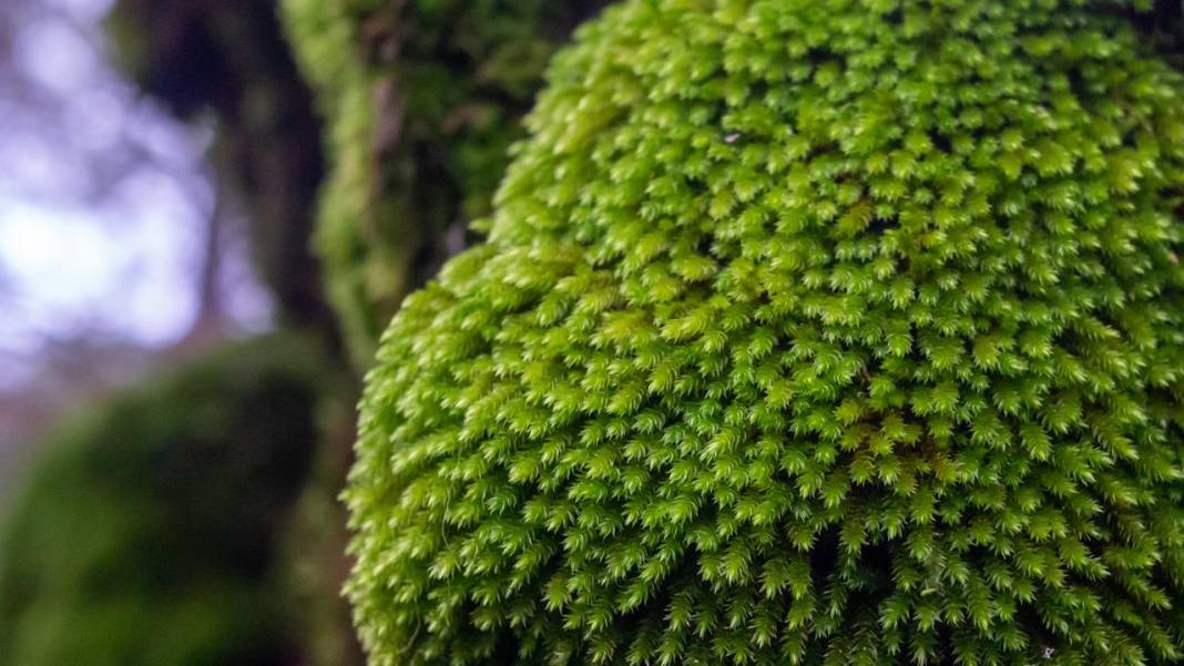 Beydağları'nın kuzey yamaçları yosunlarla renklendi 7