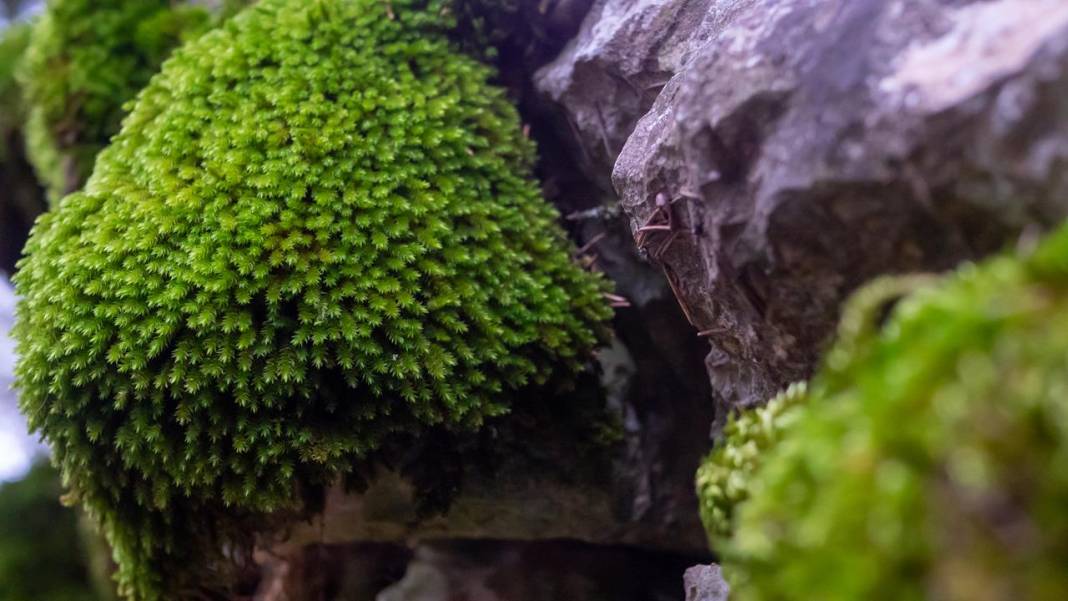 Beydağları'nın kuzey yamaçları yosunlarla renklendi 8