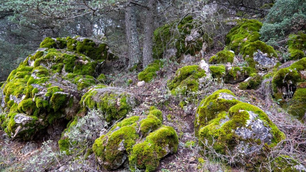 Beydağları'nın kuzey yamaçları yosunlarla renklendi 9