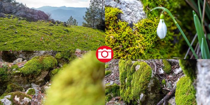 Beydağları'nın kuzey yamaçları yosunlarla renklendi