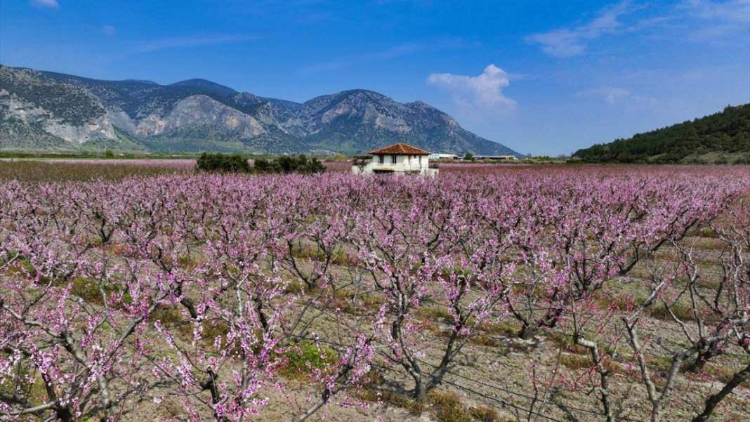 Pembe çiçek açan şeftali ağaçları ile bahçeler renklendi 1