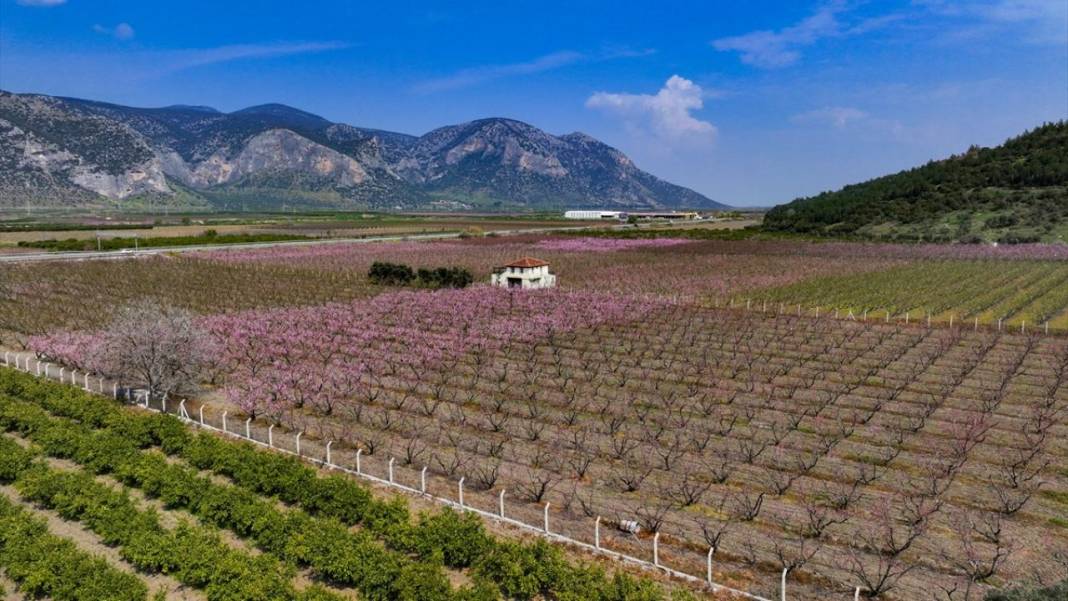 Pembe çiçek açan şeftali ağaçları ile bahçeler renklendi 11