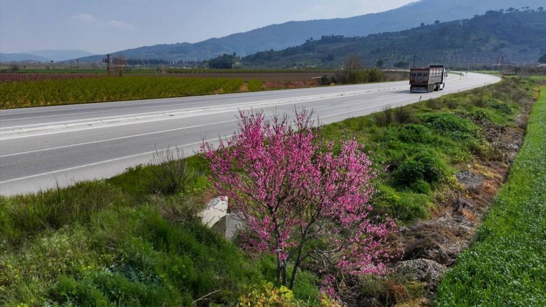 Pembe çiçek açan şeftali ağaçları ile bahçeler renklendi 12