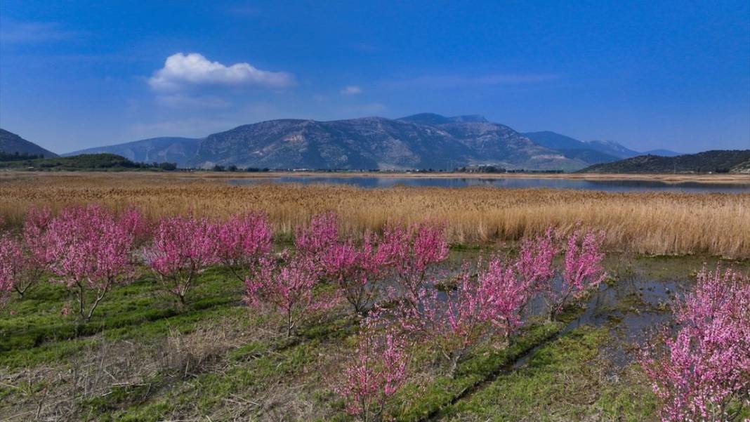 Pembe çiçek açan şeftali ağaçları ile bahçeler renklendi 13
