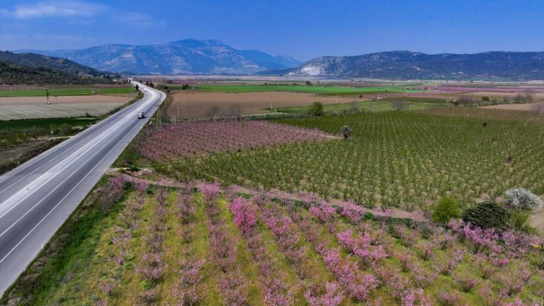 Pembe çiçek açan şeftali ağaçları ile bahçeler renklendi 14