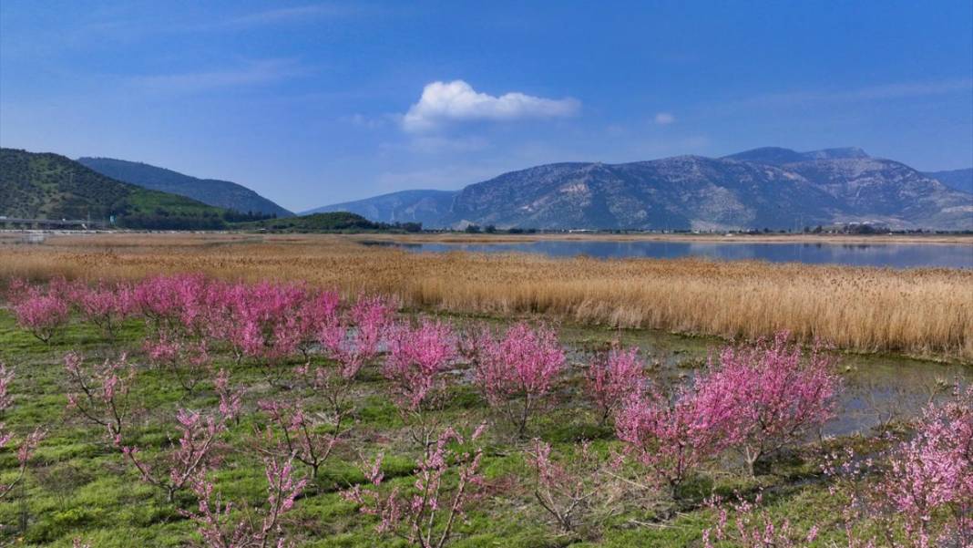 Pembe çiçek açan şeftali ağaçları ile bahçeler renklendi 15