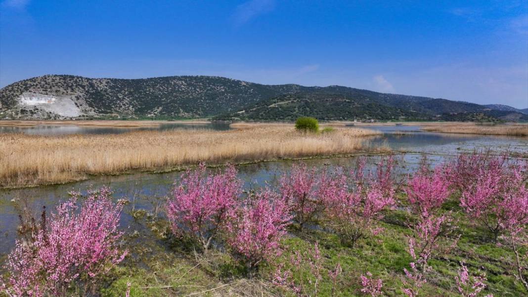 Pembe çiçek açan şeftali ağaçları ile bahçeler renklendi 2