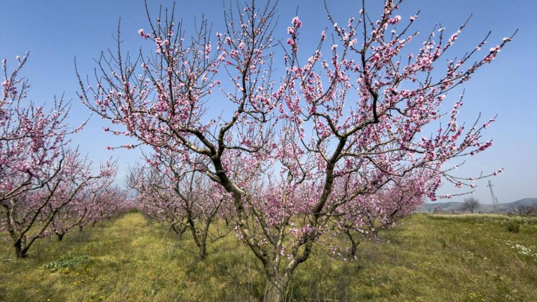 Pembe çiçek açan şeftali ağaçları ile bahçeler renklendi 3