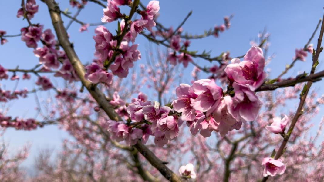Pembe çiçek açan şeftali ağaçları ile bahçeler renklendi 4