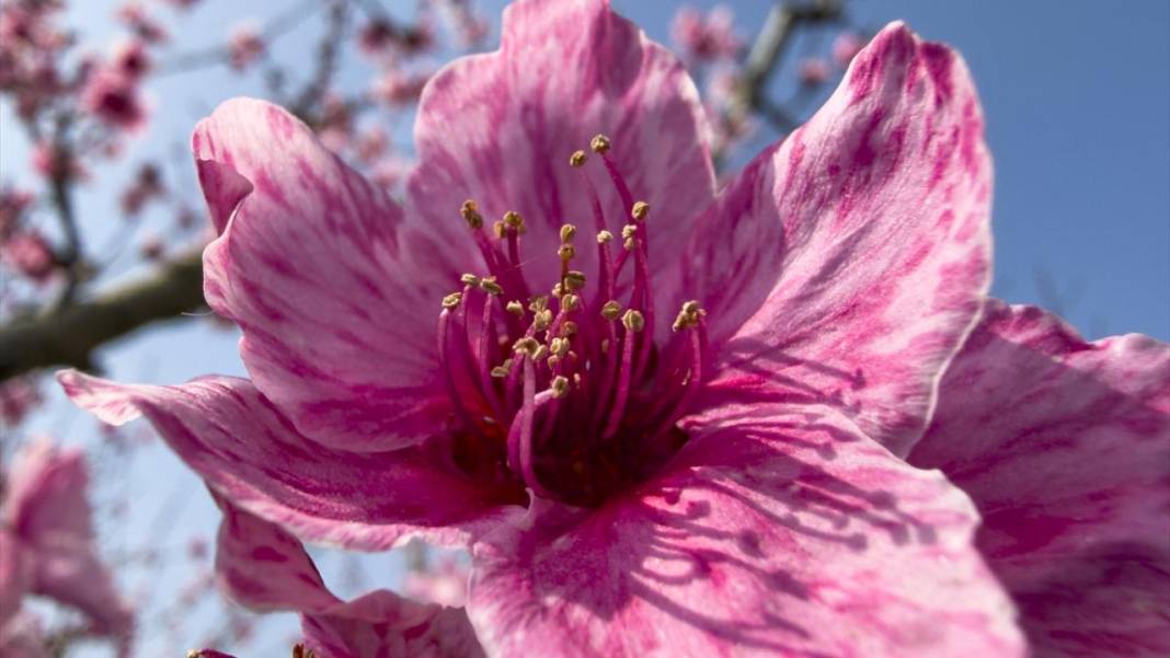 Pembe çiçek açan şeftali ağaçları ile bahçeler renklendi 5