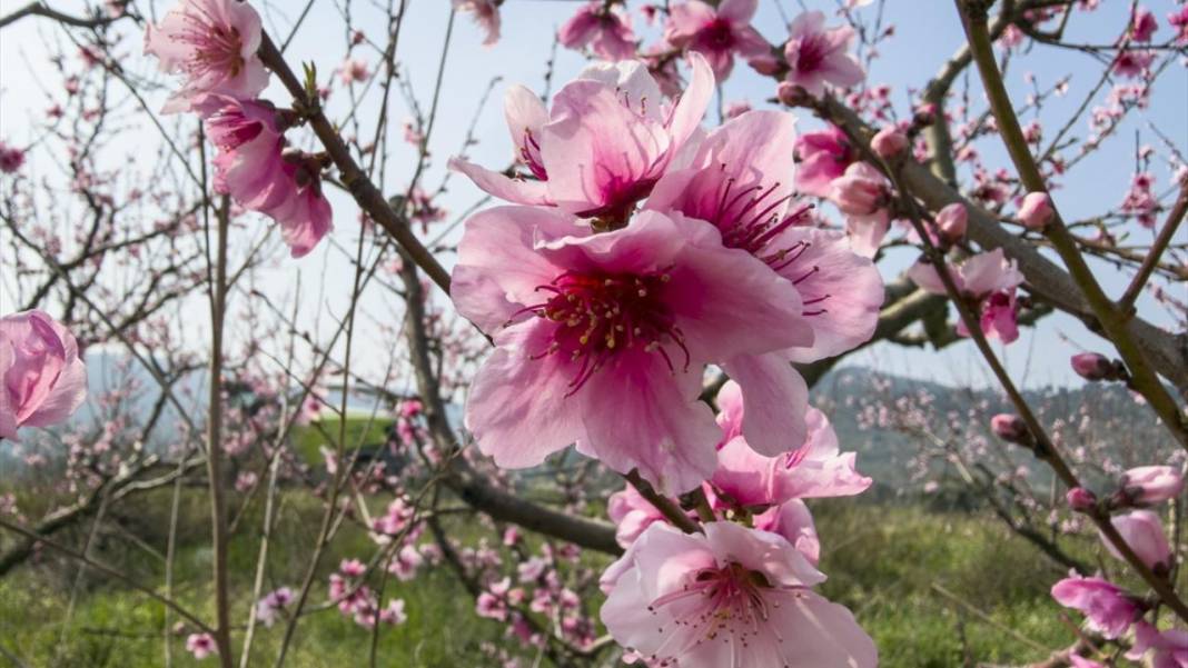 Pembe çiçek açan şeftali ağaçları ile bahçeler renklendi 6