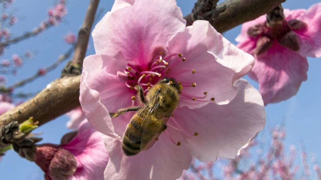 Pembe çiçek açan şeftali ağaçları ile bahçeler renklendi 7