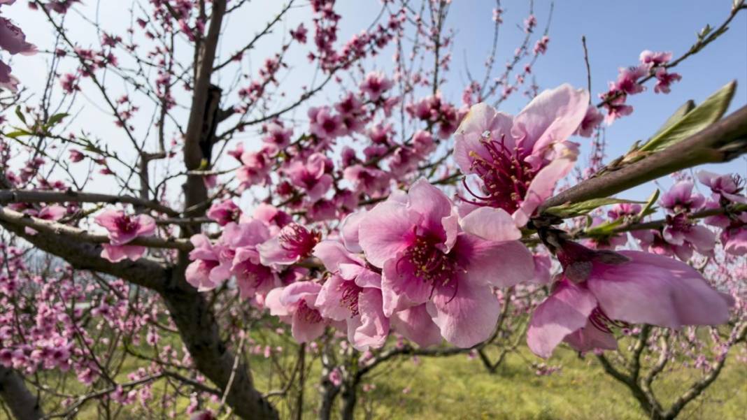 Pembe çiçek açan şeftali ağaçları ile bahçeler renklendi 8