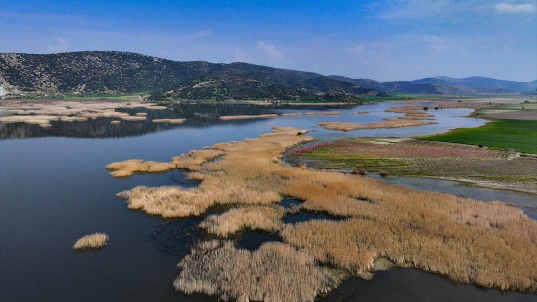 Pembe çiçek açan şeftali ağaçları ile bahçeler renklendi 9