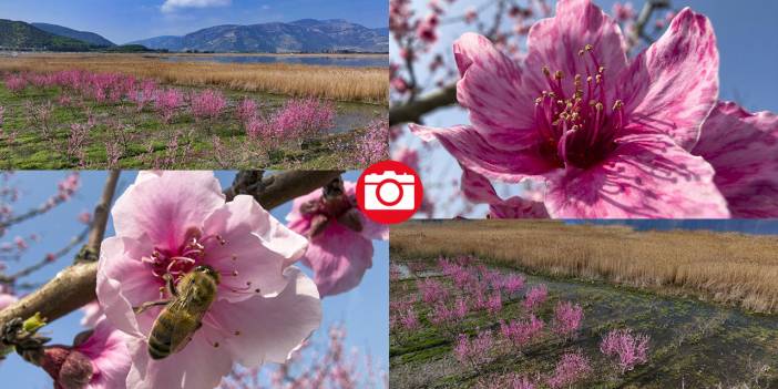 Pembe çiçek açan şeftali ağaçları ile bahçeler renklendi