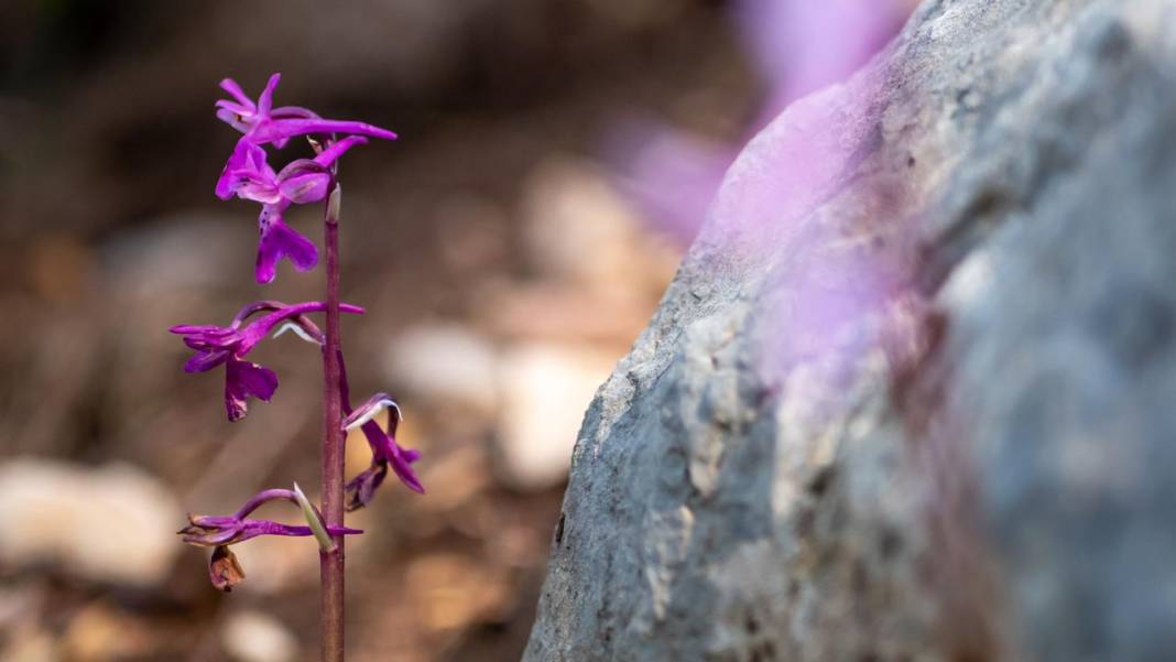 Antalya'da Anadolu orkideleri çiçeklendi 1
