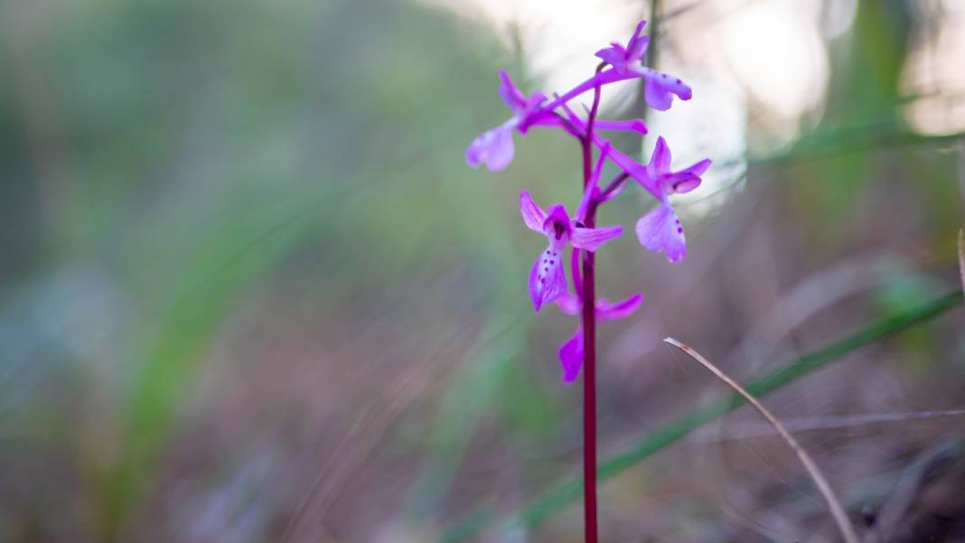 Antalya'da Anadolu orkideleri çiçeklendi 11