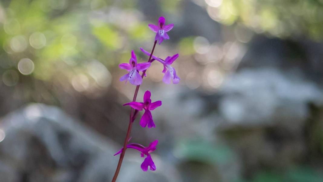 Antalya'da Anadolu orkideleri çiçeklendi 2