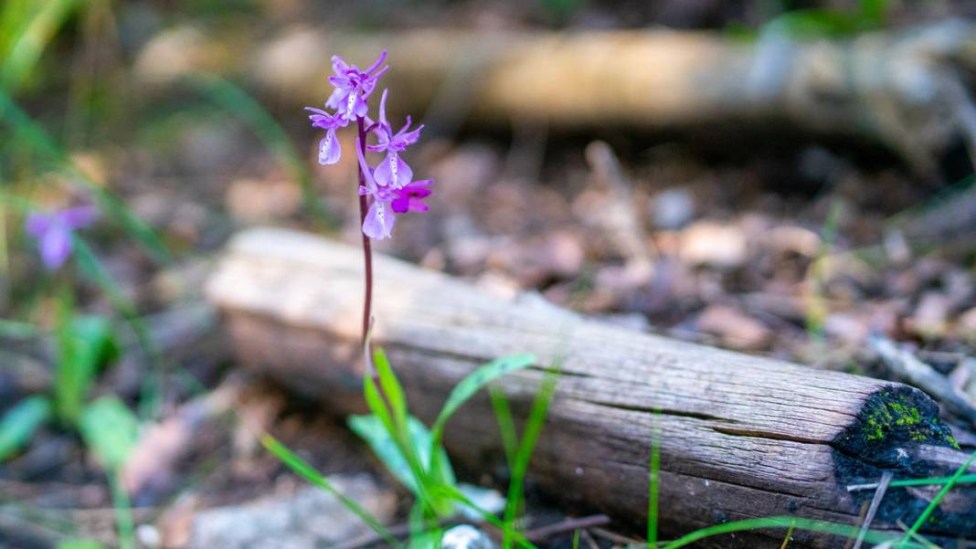 Antalya'da Anadolu orkideleri çiçeklendi 3