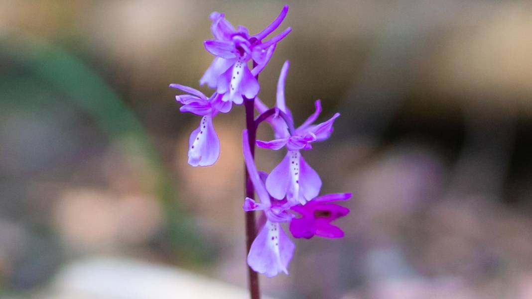 Antalya'da Anadolu orkideleri çiçeklendi 4