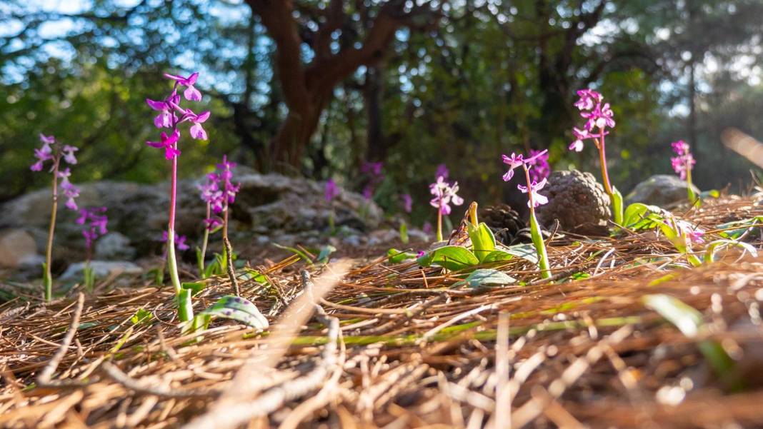 Antalya'da Anadolu orkideleri çiçeklendi 5