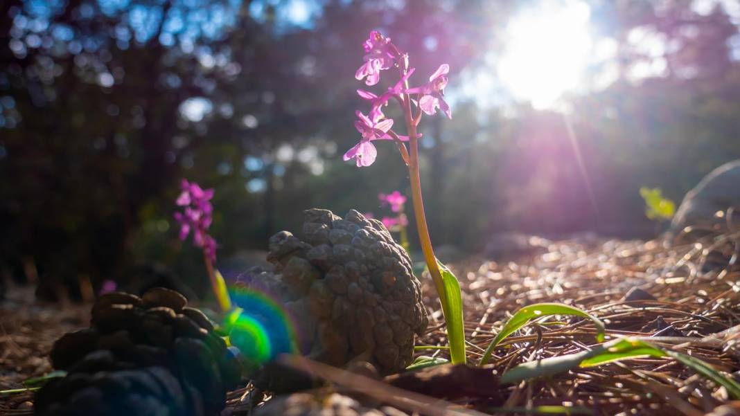 Antalya'da Anadolu orkideleri çiçeklendi 6