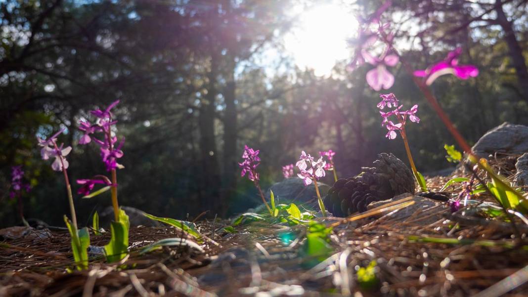 Antalya'da Anadolu orkideleri çiçeklendi 7