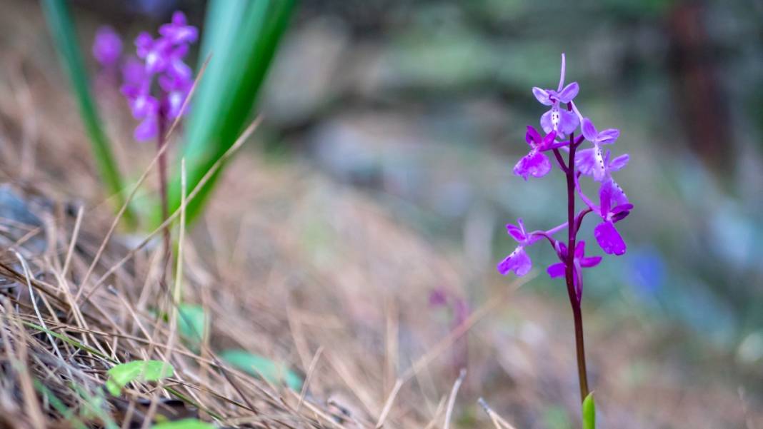 Antalya'da Anadolu orkideleri çiçeklendi 8