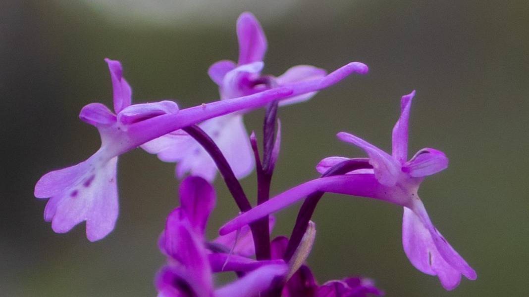 Antalya'da Anadolu orkideleri çiçeklendi 9