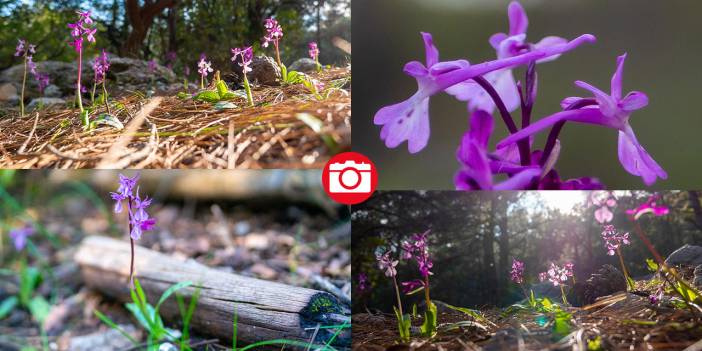 Antalya'da Anadolu orkideleri çiçeklendi