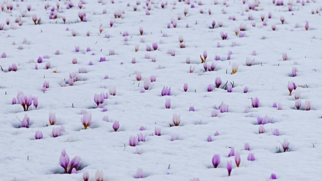 Çiğdemler beyaz rahmet karla buluşursa 1
