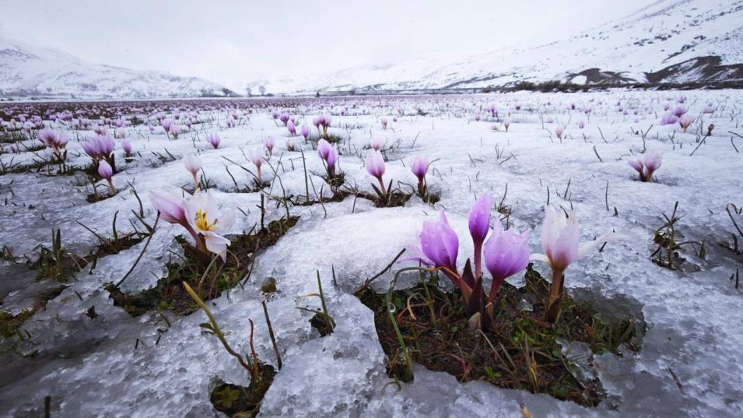 Çiğdemler beyaz rahmet karla buluşursa 2
