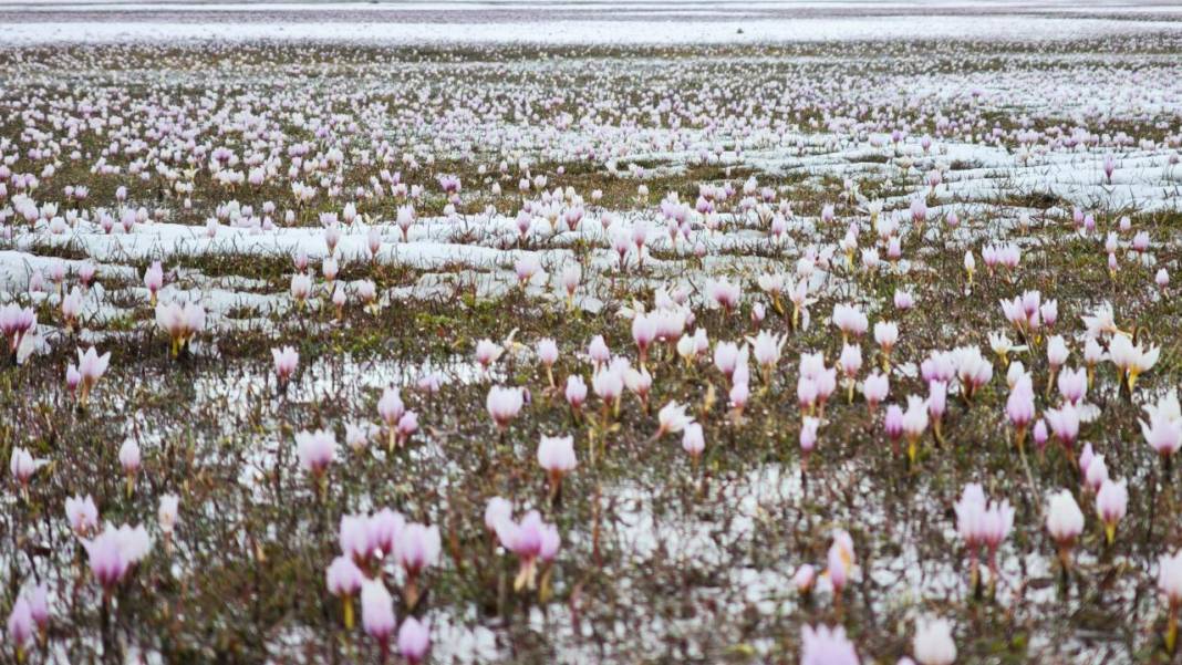 Çiğdemler beyaz rahmet karla buluşursa 3