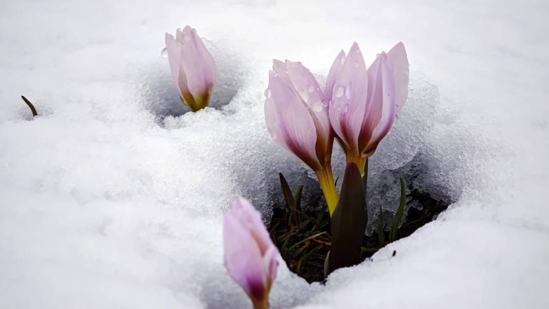Çiğdemler beyaz rahmet karla buluşursa 4