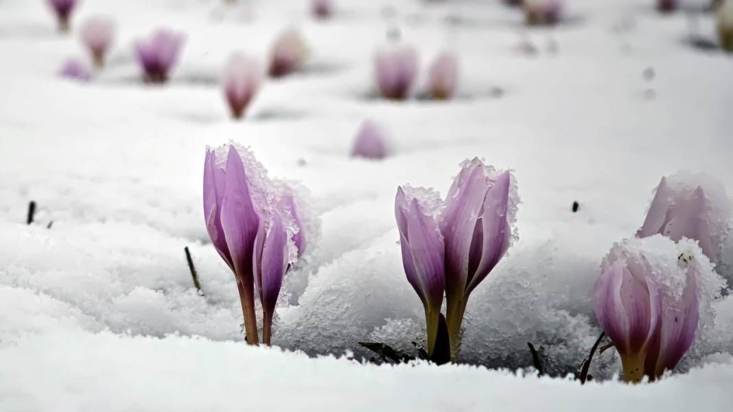 Çiğdemler beyaz rahmet karla buluşursa 5