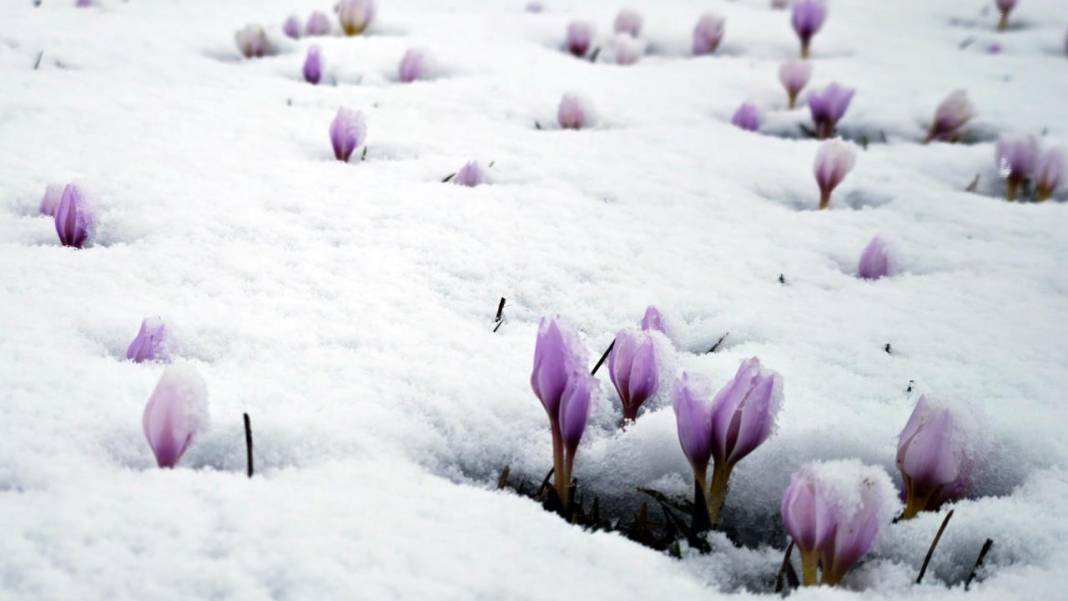 Çiğdemler beyaz rahmet karla buluşursa 6