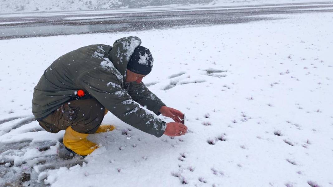 Çiğdemler beyaz rahmet karla buluşursa 7