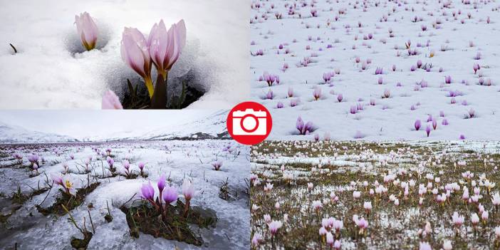 Çiğdemler beyaz rahmet karla buluşursa